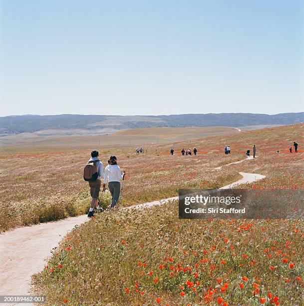 young couple walking on trail in poppy field - poppies stock pictures, royalty-free photos & images