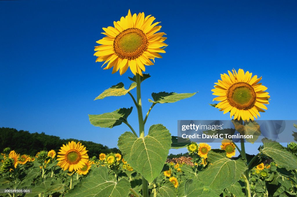 Sunflowers in field, close-up