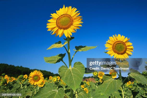 sunflowers in field, close-up - sunflower stockfoto's en -beelden