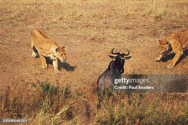 two lionesses ambushing a wildebeest - lion aerial view stock pictures, royalty-free photos & images