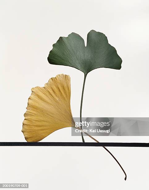 two ginkgo (ginkgo biloba) leaves - ginkgo stockfoto's en -beelden