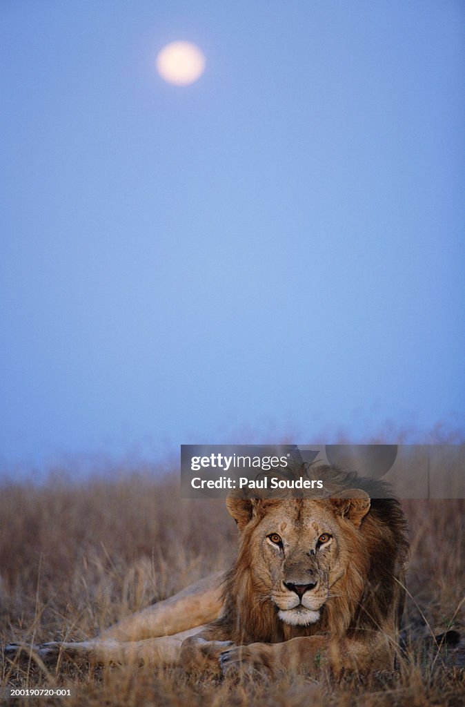 Lion (Panthera leo) resting in grass under setting full moon