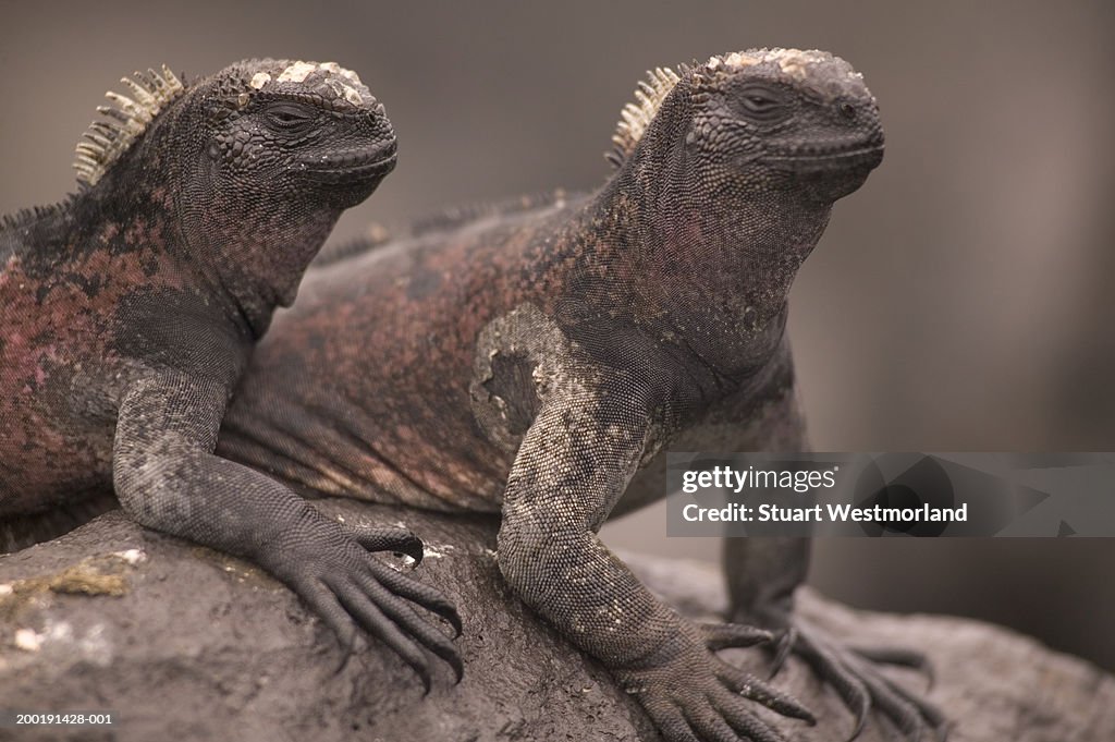 Two marine iguanas (Amblyrhynchus cristatus) perched on rock