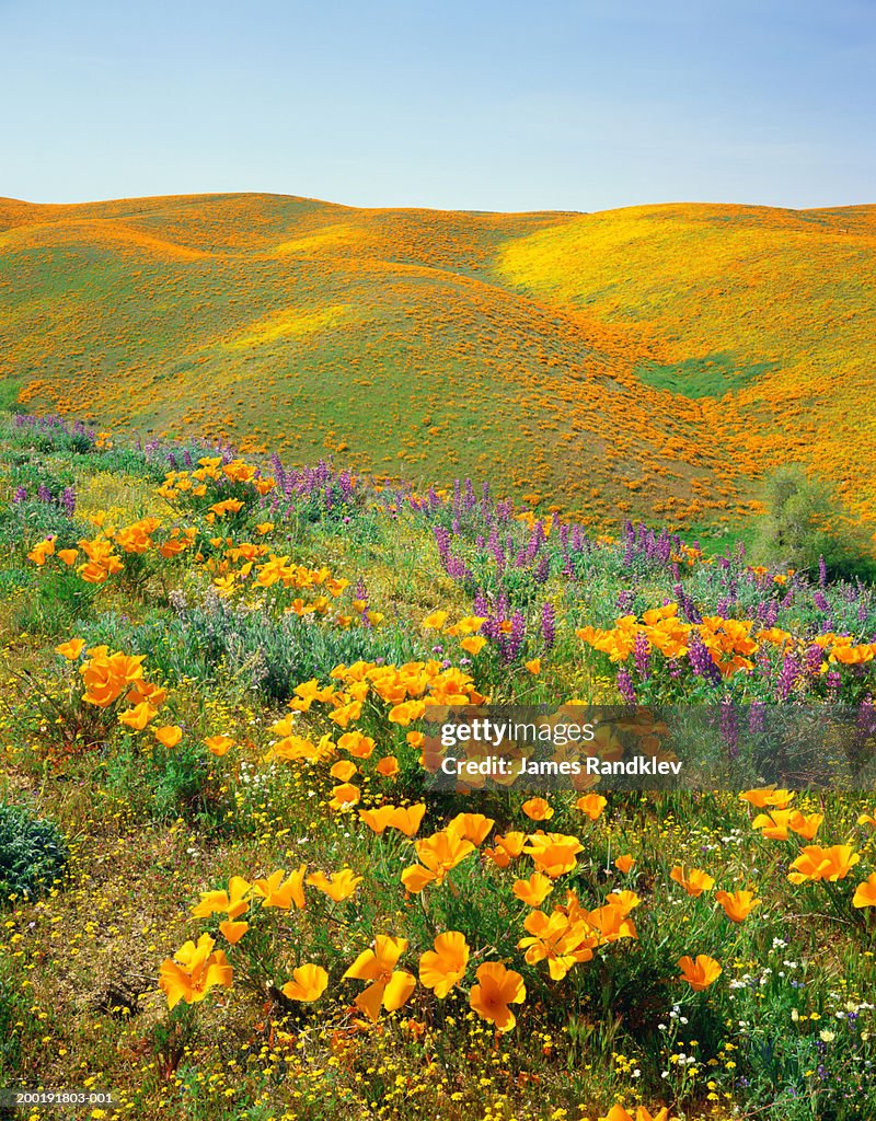 Poppies (Eschscholtzia californica) and Lupine (Lupinus polyphyllus)
