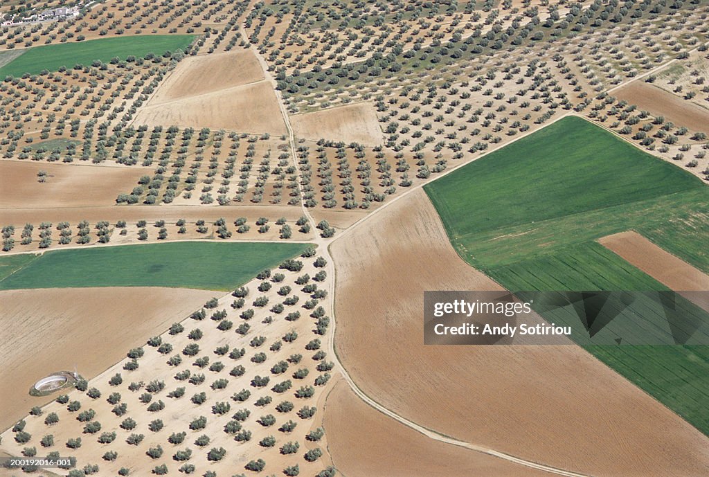 Spain, Madrid, olive groves, aerial view