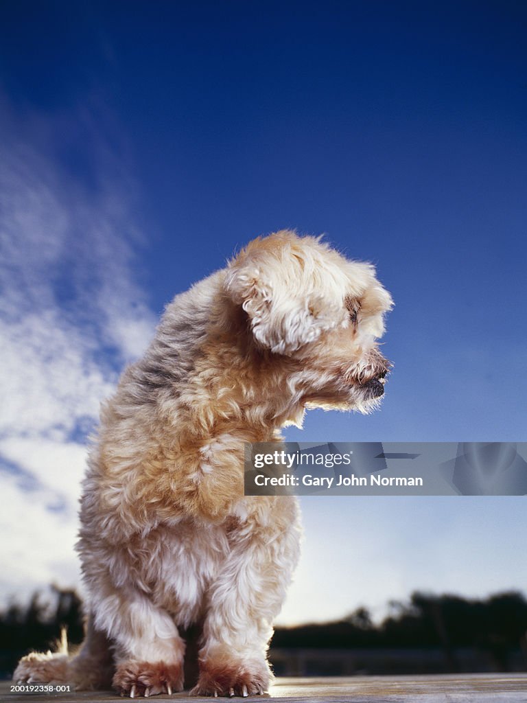 Lhasa Apso dog looking off to side