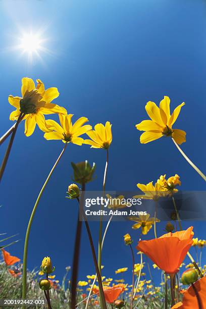 leafy-stem tickseeds and california golden poppies, low angle view - corisperma fotografías e imágenes de stock