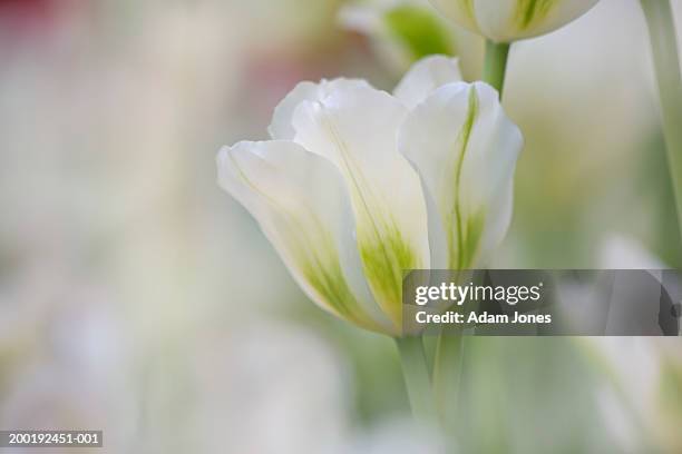 hybrid tulip (tulipa sp.) in bloom, close-up - adam weiss stock-fotos und bilder