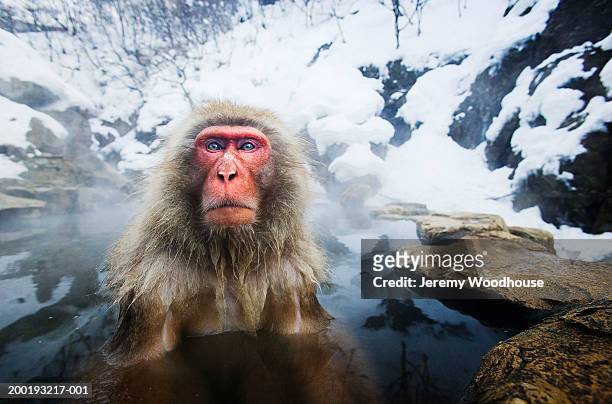 japanese macaque (macaca fuscata) soaking in hot spring - macaque stock pictures, royalty-free photos & images