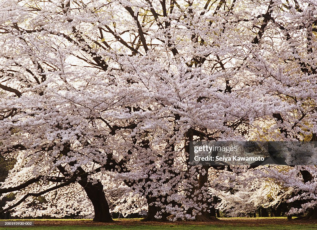Japan, Tokyo, Setagaya-ku, Kinuta-Park, blossoming cherry trees