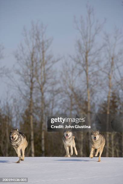 wolf pack (canis lupus) running on snow - wol stock pictures, royalty-free photos & images