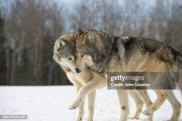 wolves (canis lupus) nuzzling in snow, side view - gruppo di animali foto e immagini stock