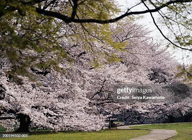 japan, tokyo, setagaya-ku, kinuta-park, cherry trees over path - kinuta park stockfoto's en -beelden