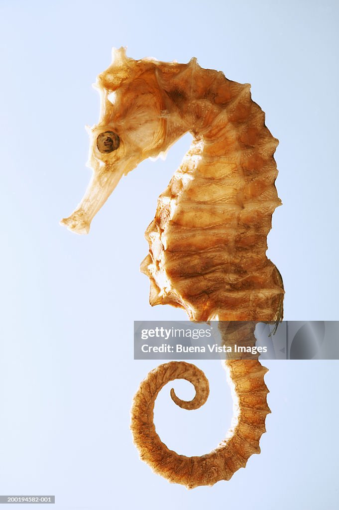 Sea horse (Hippocampus)