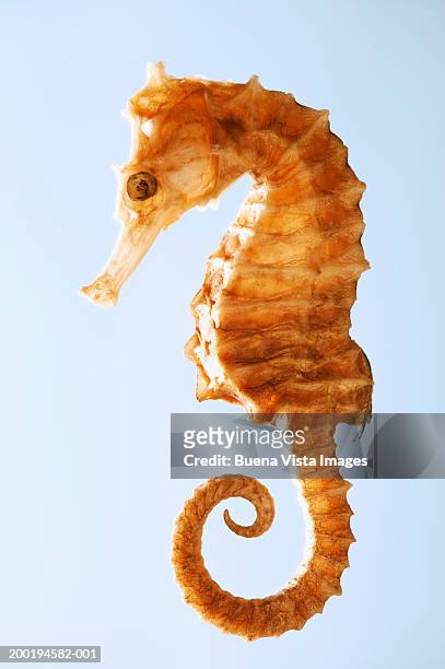 sea horse (hippocampus) - seahorse stock pictures, royalty-free photos & images