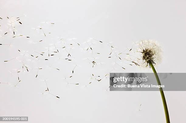 dandlion (taraxacum) in the wind - dandelion wind stock pictures, royalty-free photos & images