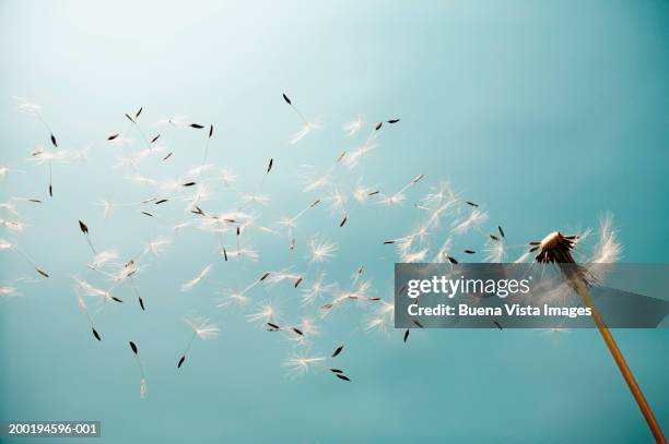 dandelion (taraxacum) in the wind - シード ストックフォトと画像