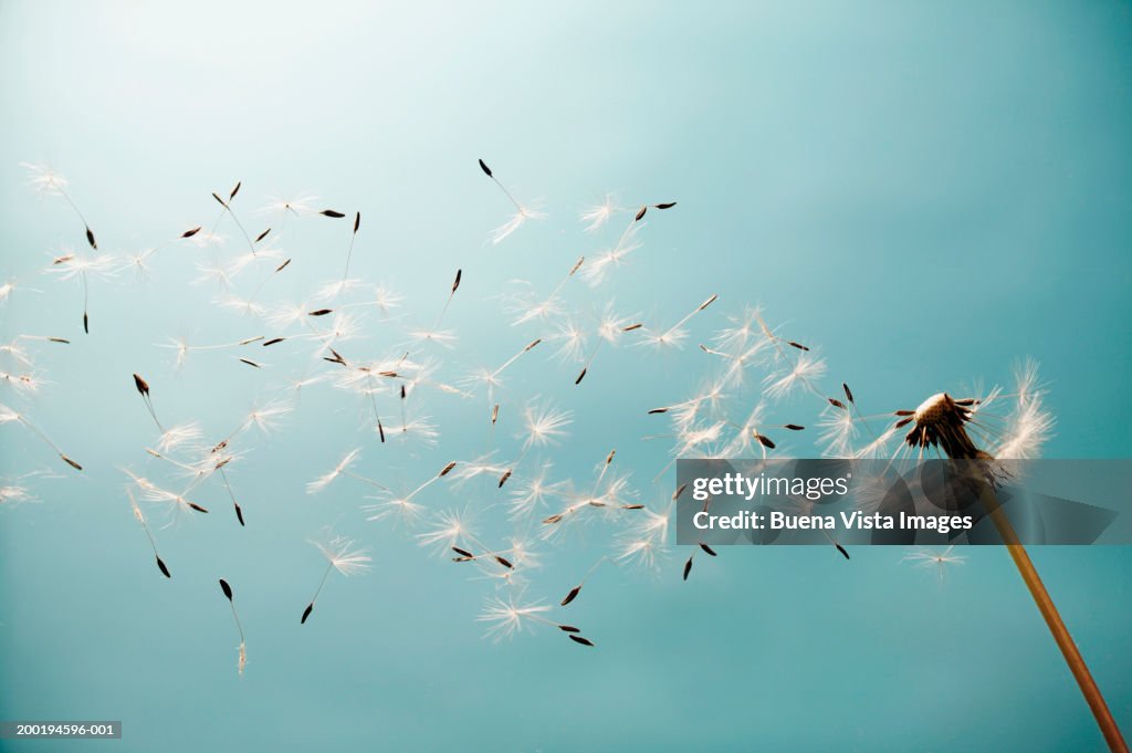 Dandelion (Taraxacum) in the wind