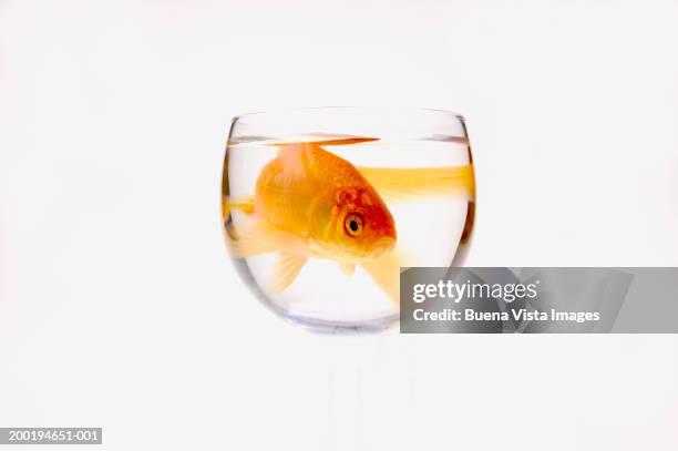 goldfish (carassius auratus) in bowl - carassius auratus auratus stock pictures, royalty-free photos & images