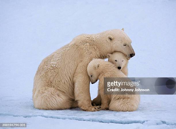 polar bear with twin cubs (ursus maritimus) - animal family stock-fotos und bilder