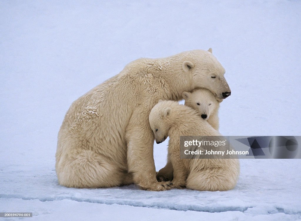 Polar bear with twin cubs (Ursus maritimus)