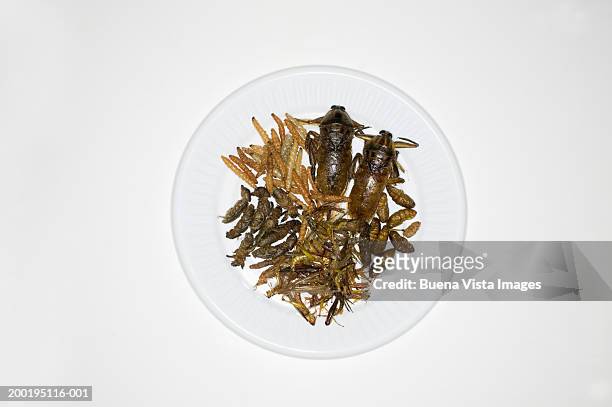 thai dish with insects, overhead view - disgusto foto e immagini stock