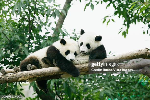 two giant pandas (ailuropoda melanoleuca)in tree - espèces en danger photos et images de collection