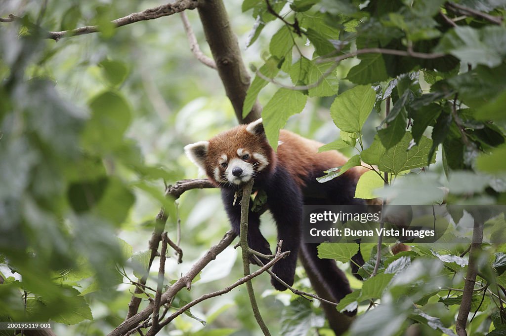 Red Panda (Ailurus fulgens) in tree