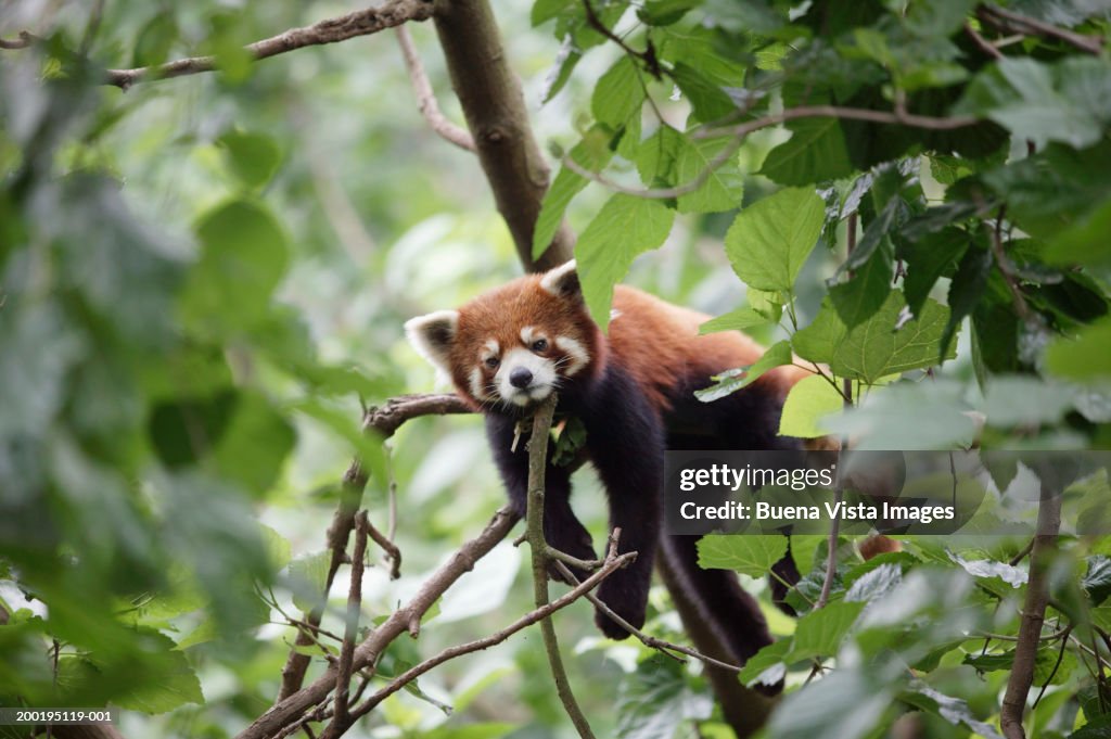 Red Panda (Ailurus fulgens) in tree