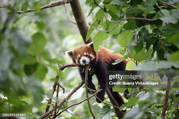 red panda (ailurus fulgens) in tree - red panda stock pictures, royalty-free photos & images