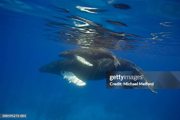 humpback whales (megaptera novaeangliae) - north atlantic ocean stock pictures, royalty-free photos & images