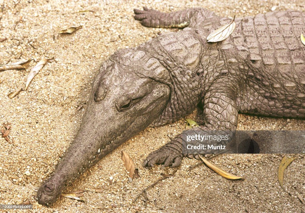 Johnston's River crocodile (Crocodylus johnstoni), close-up