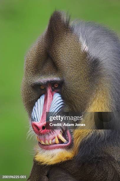 male mandrill (papio sphinx) snarling, close-up - male baboon stock pictures, royalty-free photos & images