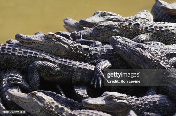 six month old alligators (alligator mississippiensis) - alligator mississippiensis stock pictures, royalty-free photos & images