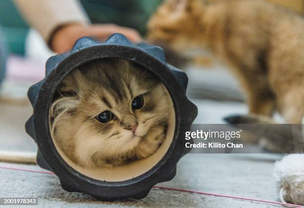a curious tabby cat crawling into a foam roller - palestra in casa foto e immagini stock