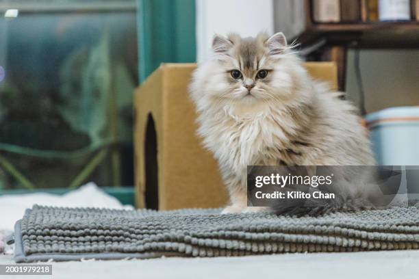cute long hair cat sitting on the carpet - longhair cat stock pictures, royalty-free photos & images