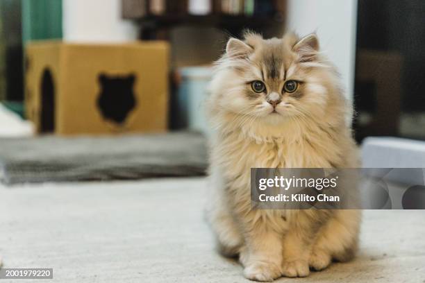 cute long hair cat sitting on the carpet - langharige kat stockfoto's en -beelden