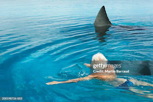 senior man in swimming pool by model great white shark, rear view - flipper fotografías e imágenes de stock