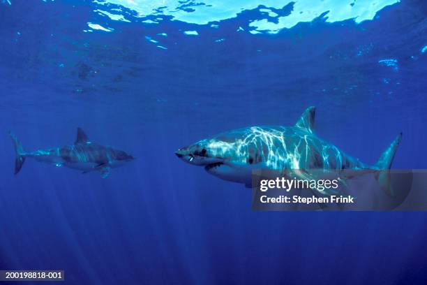 two great white sharks (carcharodon carcharias), underwater view - great white shark stock pictures, royalty-free photos & images