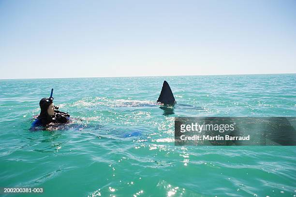 great white shark swimming past female diver in sea - shark fin stock pictures, royalty-free photos & images
