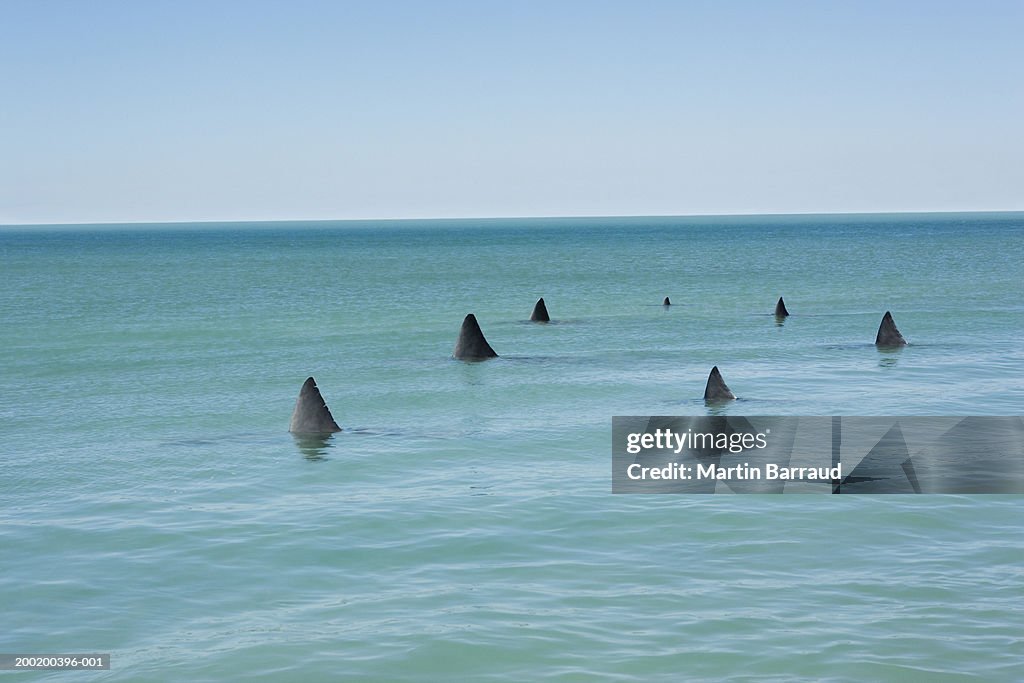 Fins of Great white sharks breaking surface of sea