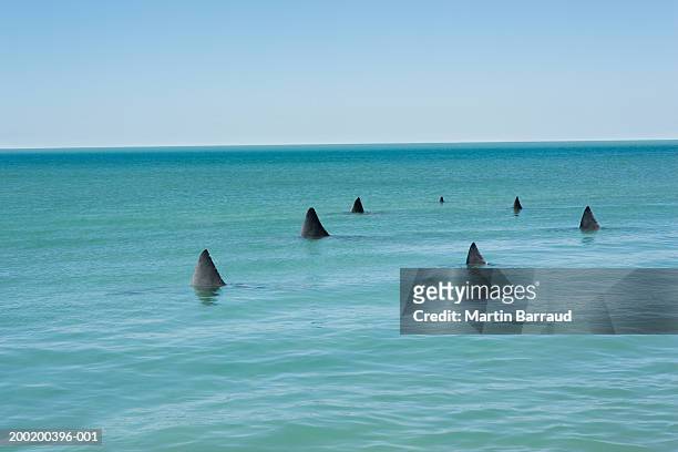 fins of great white sharks breaking surface of sea - flipper fotografías e imágenes de stock