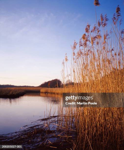 england, hampshire, new forest, lymington, reeds by waters edge - lymington stock pictures, royalty-free photos & images