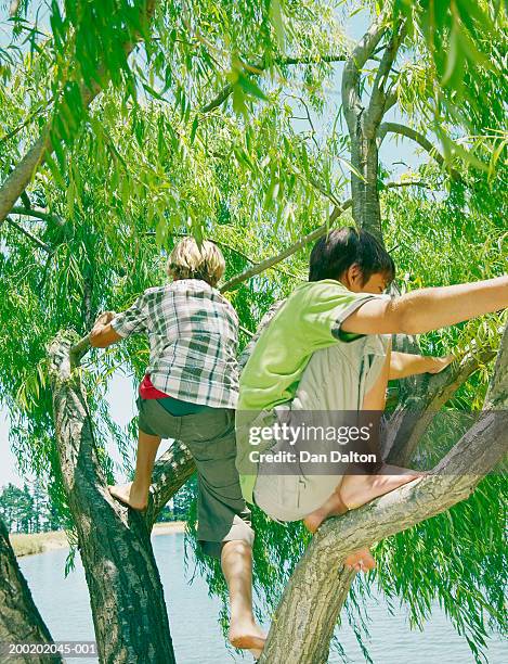 two teenage boys (13-15) climbing tree by lake, rear view - teen boy barefoot stock pictures, royalty-free photos & images