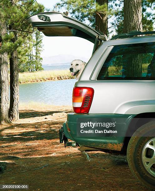 golden retriever in car, looking out of open boot - empty car boot stock pictures, royalty-free photos & images