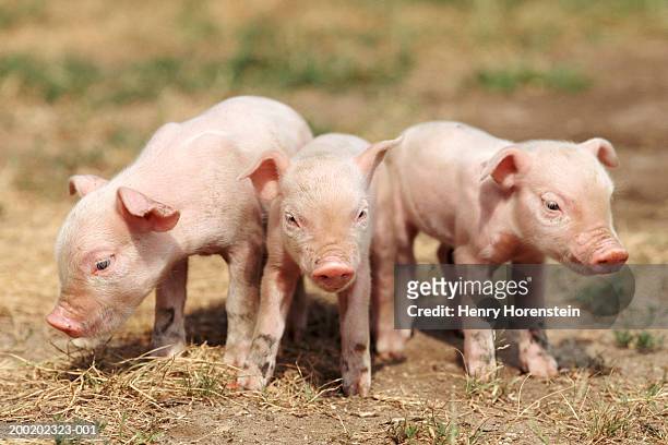 three piglets standing outdoors - linda henry fotografías e imágenes de stock