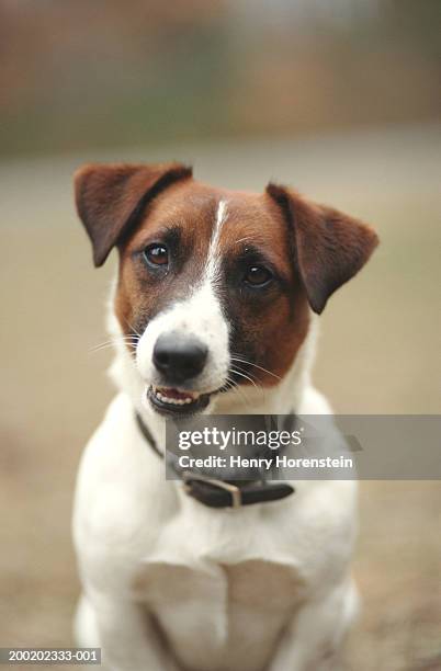 jack russell terrier, close-up - jack russell terrier imagens e fotografias de stock