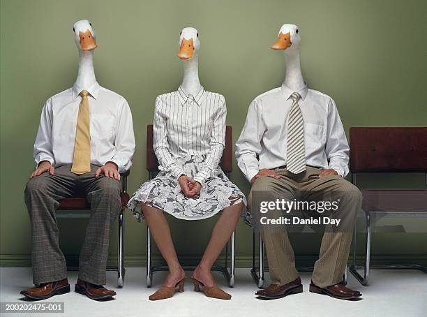 two men and woman metamorphasised as ducks in row (digital composite) - tierkopf stock-fotos und bilder