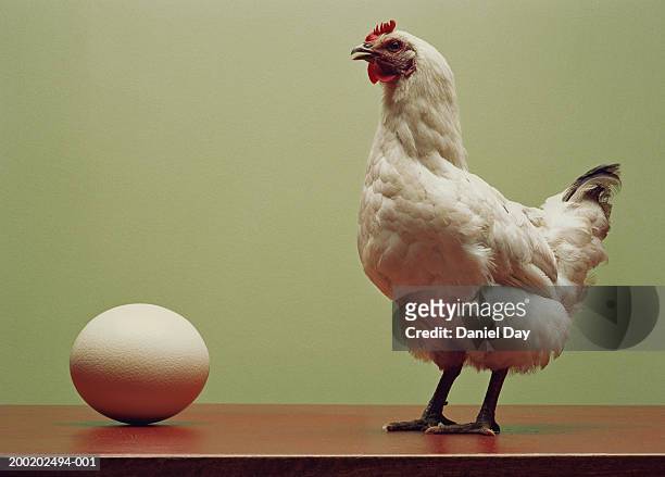chicken standing on table by large egg (digital enhancement) - galliformes stock-fotos und bilder