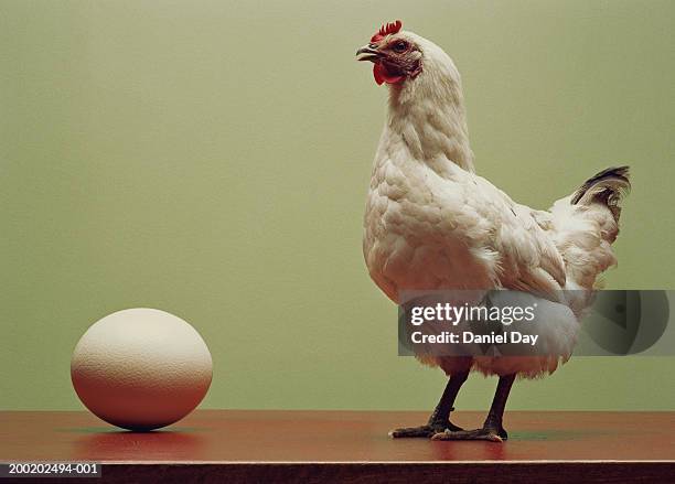 chicken standing on table by large egg (digital enhancement) - chicken bird ストックフォトと画像